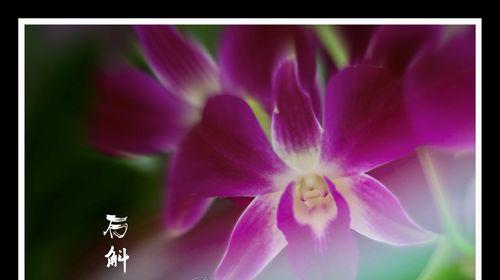 白石斛兰花语的美丽寓意（探寻白石斛兰花的花语之谜）