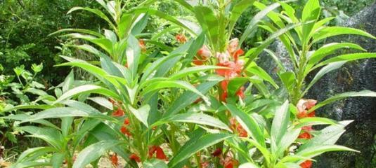 如何选取适宜的季节种植凤仙花（春夏秋冬）