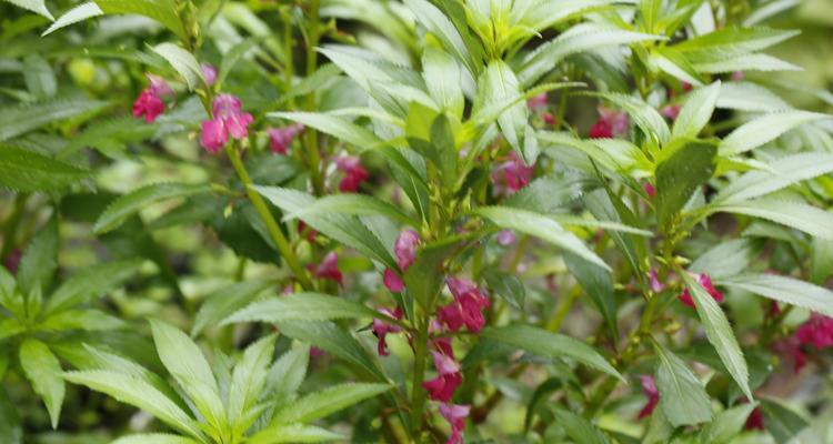 探寻神秘的仙人掌花——凤仙花（凤仙花的分类）