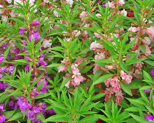 探寻神秘的仙人掌花——凤仙花（凤仙花的分类）