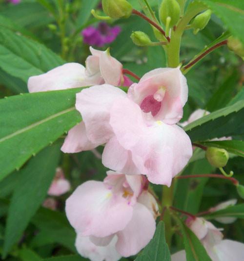 探寻神秘的仙人掌花——凤仙花（凤仙花的分类）