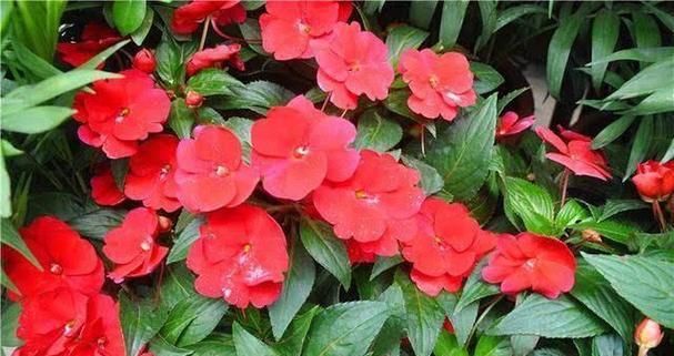喜水植物·凤仙花（水中花开）
