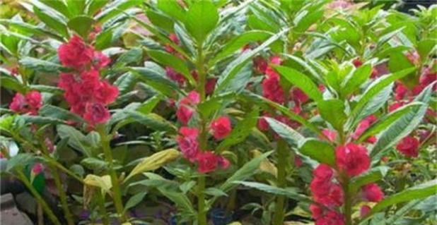 喜水植物·凤仙花（水中花开）