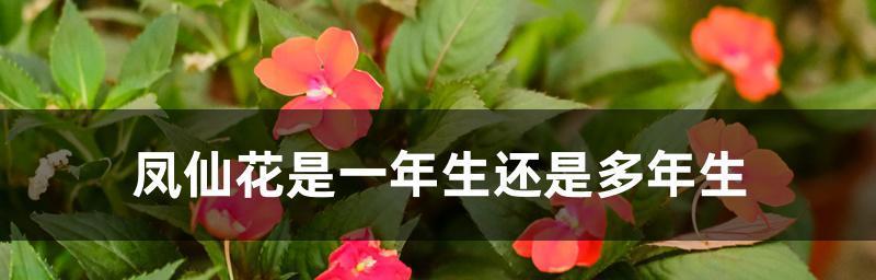 解密凤仙花的生长环境（喜阳还是喜阴）