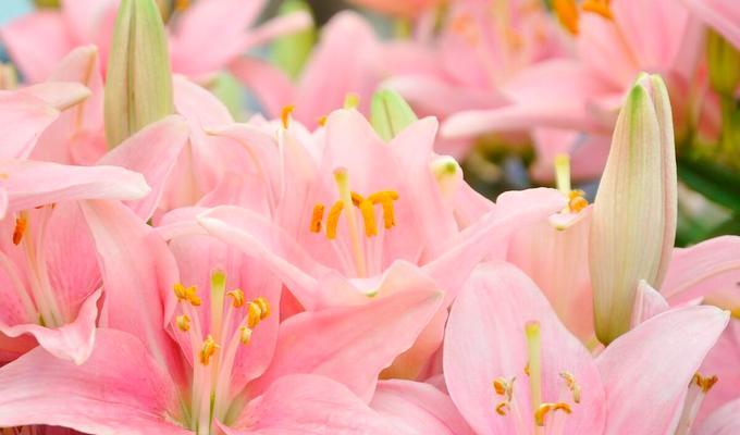 探究百合花长势的影响因素（揭示百合花长势的秘密和关键因素）