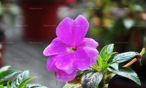 凤仙花喜阳光还是喜阴（了解凤仙花的光照需求）
