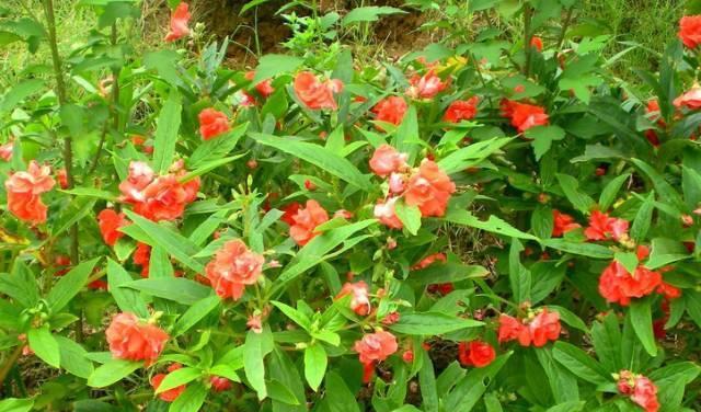 凤仙花喜阳光还是喜阴（了解凤仙花的光照需求）