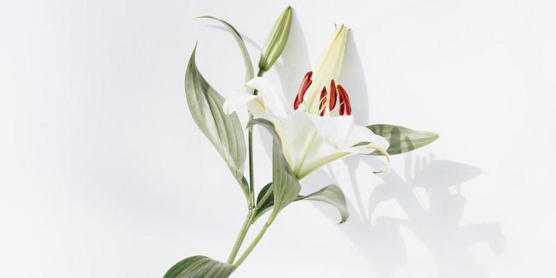 百合花花语传说（美丽）