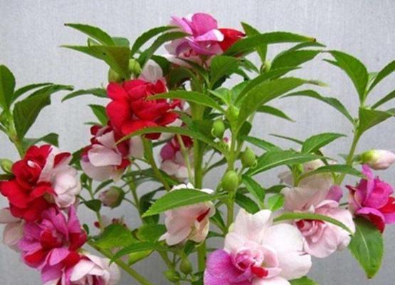 如何科学浇水，让凤仙花茁壮成长（凤仙花的浇水时间）