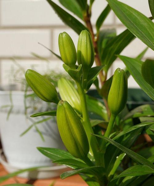 百合花的养护全攻略（打造花园中的优雅之花）