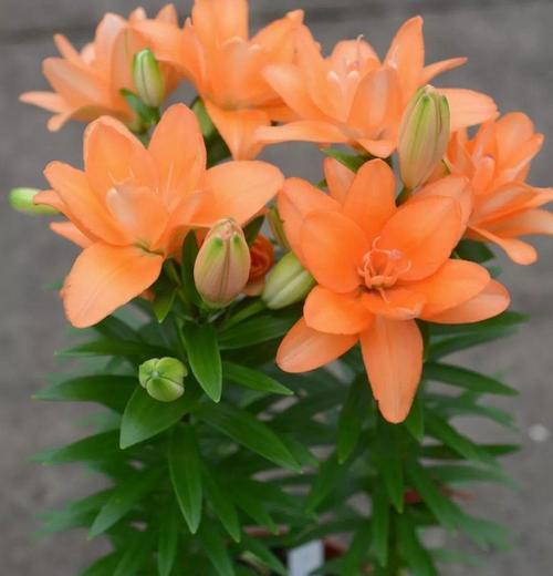 百合花的养护全攻略（打造花园中的优雅之花）