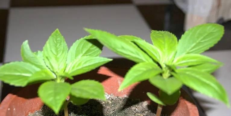 如何治疗凤仙花叶尖干枯（一些简单的技巧来救救你的凤仙花）