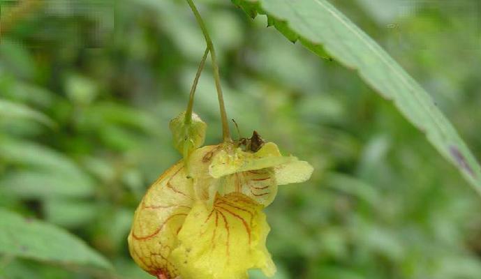 怎样解决凤仙花叶子发黄问题（凤仙花养护的技巧）
