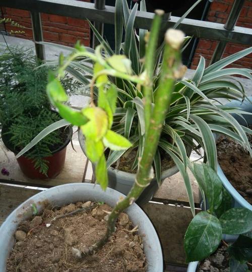 怎样解决凤仙花叶子发黄问题（凤仙花养护的技巧）