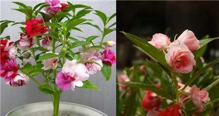 凤仙花的种植技巧（一盆凤仙花可以种几株）