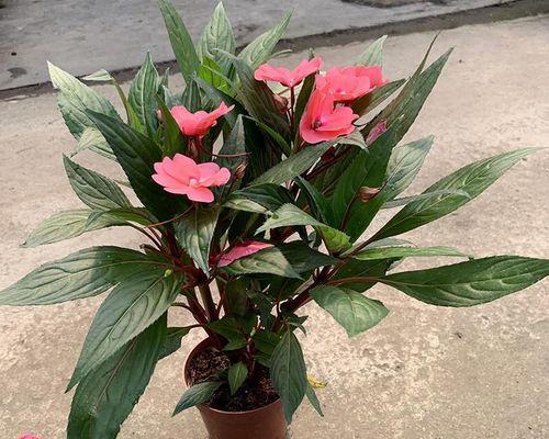 凤仙花的毒性和室内养护指南（了解凤仙花的毒性）