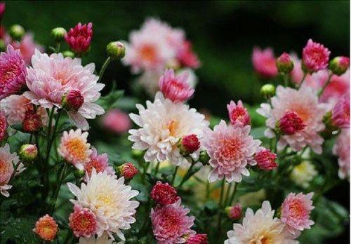 夏菊花语（北京夏菊）