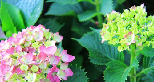 夏菊花语（北京夏菊）