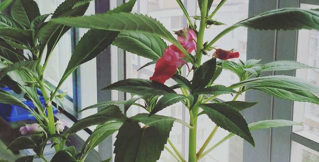 凤仙花的繁殖技巧及注意事项（如何让凤仙花快速繁殖）