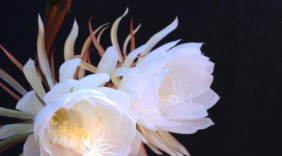 昙花（探寻昙花的多样含义及其美丽故事）