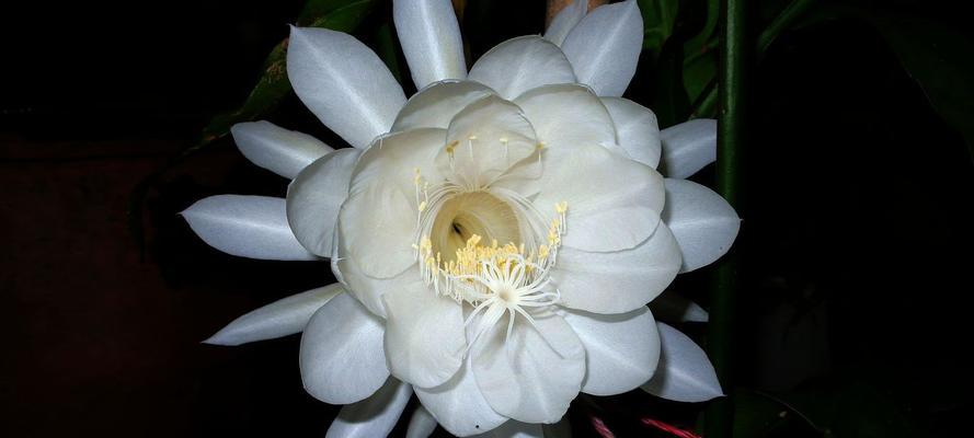 昙花（探寻昙花的多样含义及其美丽故事）