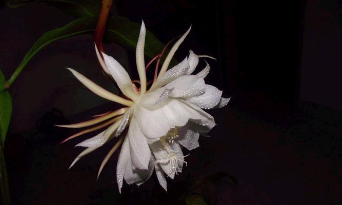 昙花（探寻昙花的多样含义及其美丽故事）