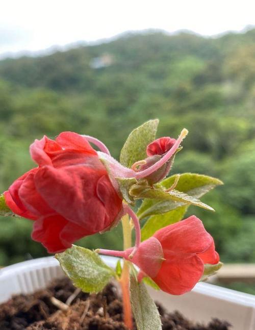 凤仙花的繁殖技巧及注意事项（如何让凤仙花快速繁殖）