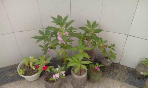 凤仙花换土指南（15个步骤教你成功换土）