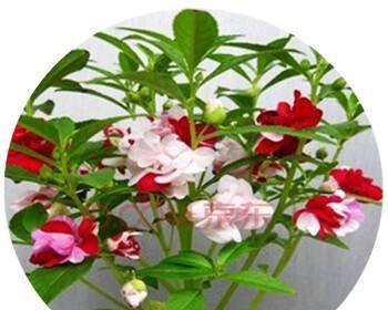 凤仙花换土指南（15个步骤教你成功换土）
