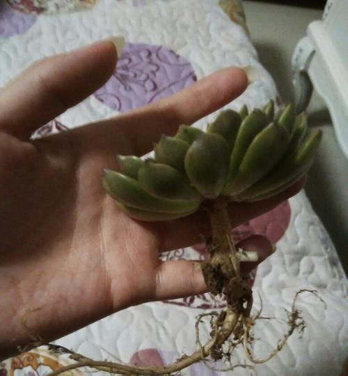 如何修剪凤仙花根系（掌握凤仙花修剪技巧）
