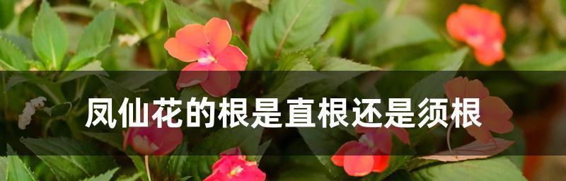 如何修剪凤仙花根系（掌握凤仙花修剪技巧）
