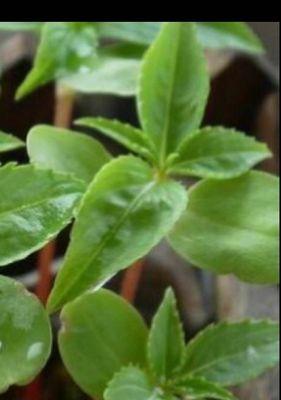 凤仙花修剪全指南（让你的凤仙花焕发新生机）