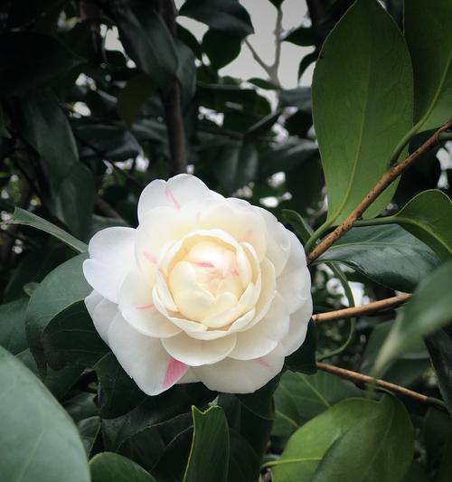 以茶梅花语寓意为主题的文章（传承文化）