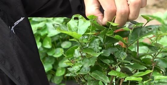 凤仙花摘心打顶的时间与方法（打顶时刻的选择与技巧）