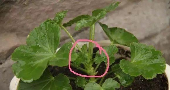 凤仙花摘心打顶的时间与方法（打顶时刻的选择与技巧）