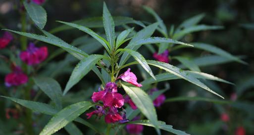 解读凤仙花的美丽之谜（这些特点让凤仙花成为花卉爱好者们的最爱）