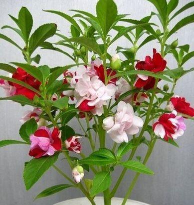 解读凤仙花的美丽之谜（这些特点让凤仙花成为花卉爱好者们的最爱）