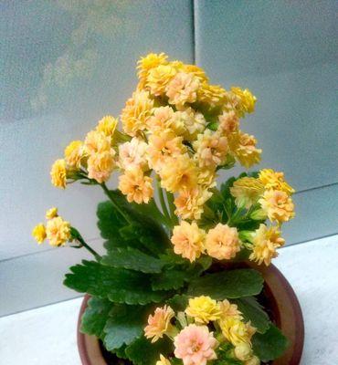 长寿花的花语与传说（传递生命之美）