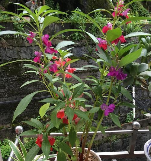 打造丰盛花园，掌握凤仙花种植时间和方法（让你的凤仙花在最佳时间开花绽放）