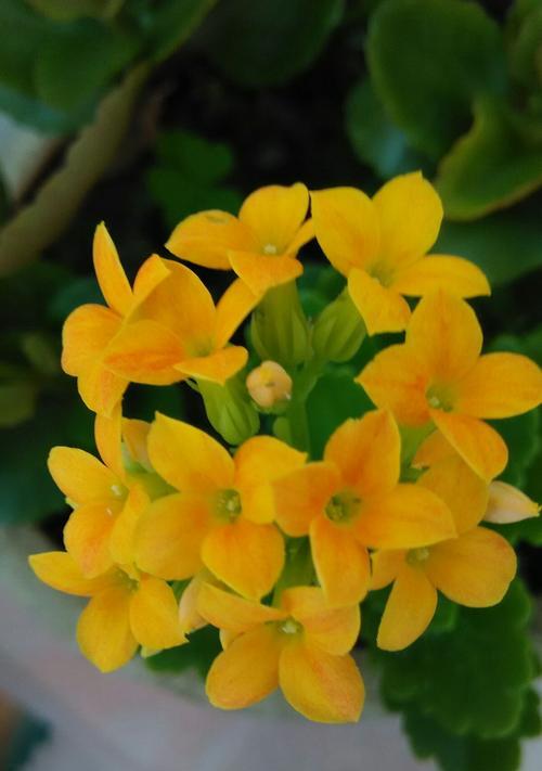 长寿花的花语与传说（传递生命之美）
