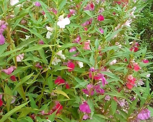 打造丰盛花园，掌握凤仙花种植时间和方法（让你的凤仙花在最佳时间开花绽放）