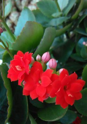 长寿花的花语与传说（传递生命之美）