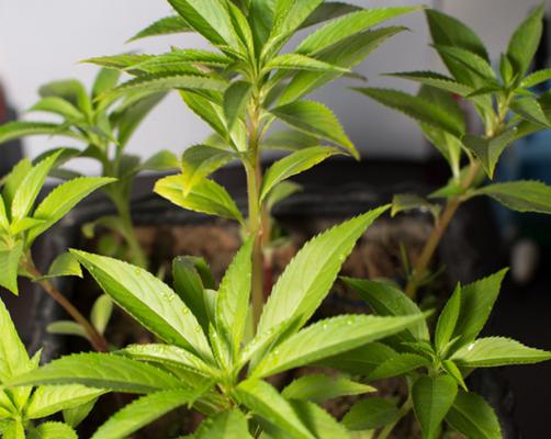 打造丰盛花园，掌握凤仙花种植时间和方法（让你的凤仙花在最佳时间开花绽放）