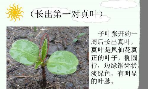 探究凤仙花种子发芽的时间（凤仙花种子发芽需要多少天）
