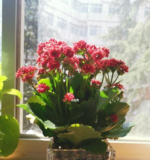 长寿花（寓意长寿、祝福与繁荣）