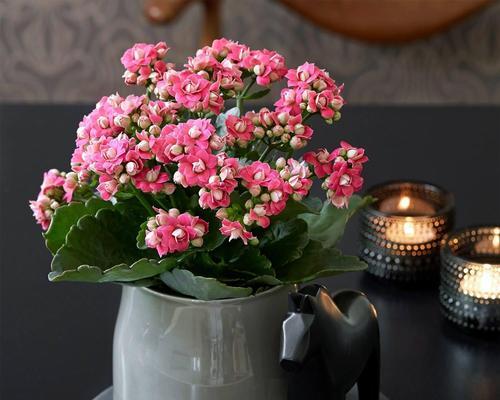 长寿花（寓意长寿、祝福与繁荣）
