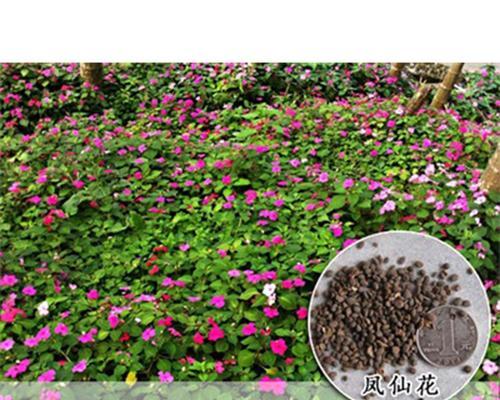 探究凤仙花种子的食用价值（凤仙花种子的营养成分及食用方法）