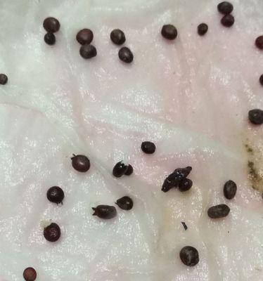 探究凤仙花种子的食用价值（凤仙花种子的营养成分及食用方法）