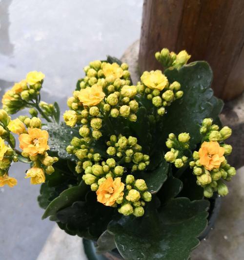 长寿花的花语及其寓意（传承万年的长寿之花）