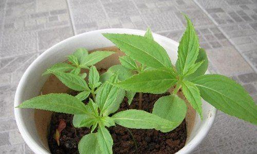 凤仙花种子的最佳播种时间（选择合适的时间）